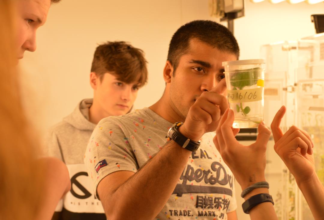 University of Dundee: young people examining plant in lab