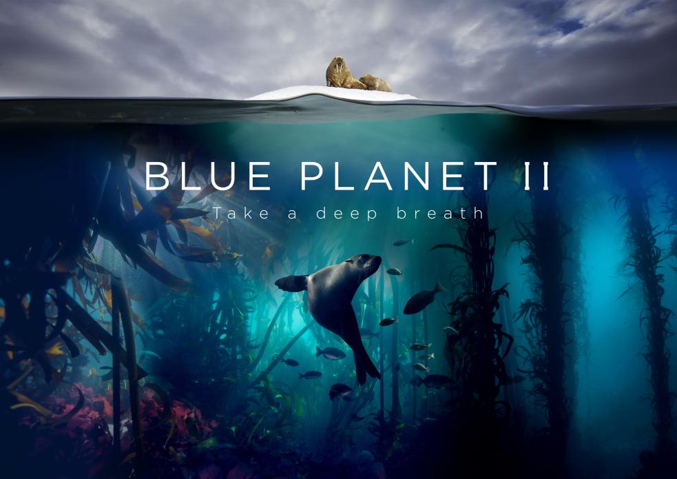 Blue Planet 2 poster, seal under water