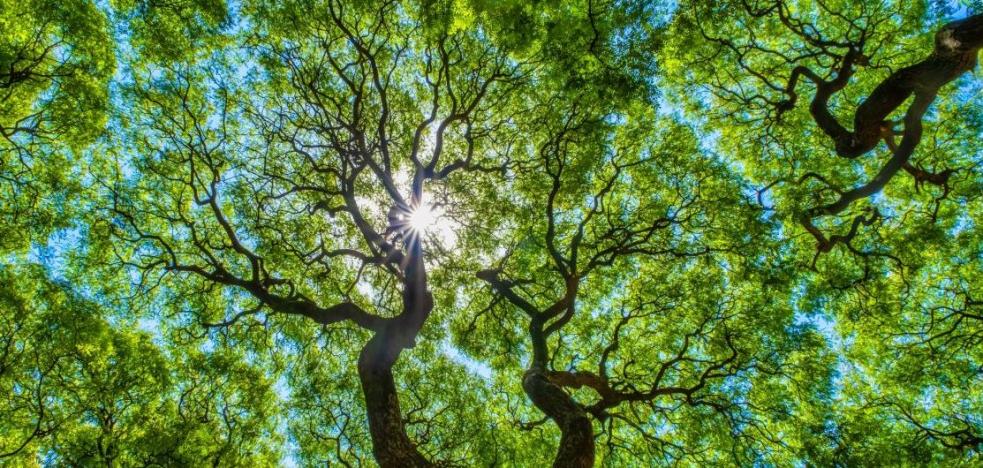 View looking up through tree canopies into the light 