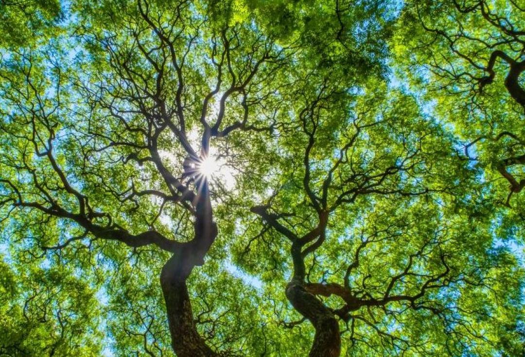 View looking up through tree canopies into the light 