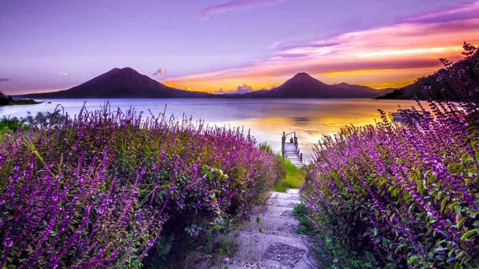 purple landscape