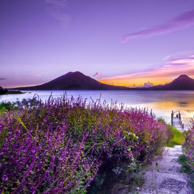 purple landscape