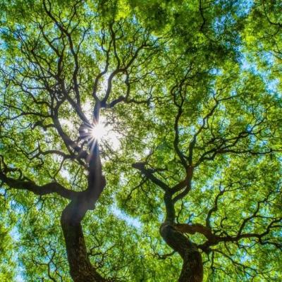 View looking up through tree canopies into the light 